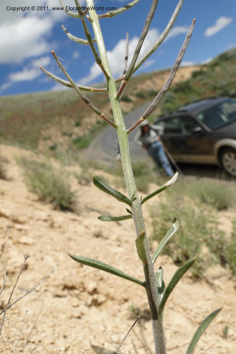 Erysimum capitatum, C. Davidson 11851--Oregon. Malheur Co. Leslie Gulch. 30 June 2011. 161 (16).jpg