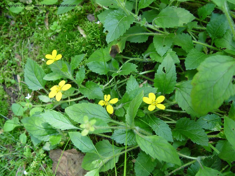 Chrysogonum virginianum--DE. Mt. Cuba Center. 24 Jun 03. 108.jpg