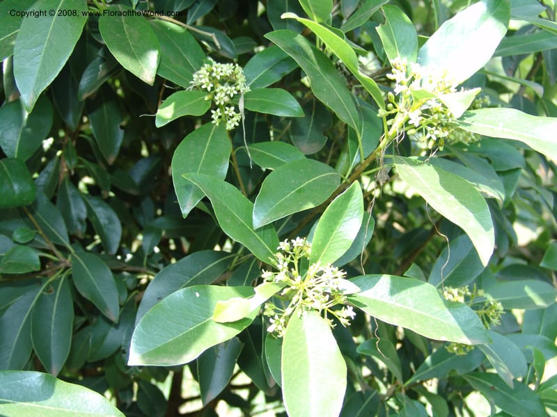 Pittosporum--Kenya. Limuru.  Brackenhurst Bot. Gard. 12 Jul 04. 015.jpg