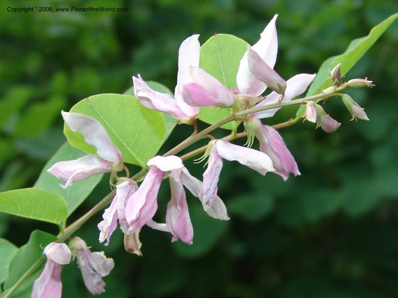 Indigofera kirilowii--IL. Chicago. Morton Arboretum. 1 Jul 05. 180.jpg