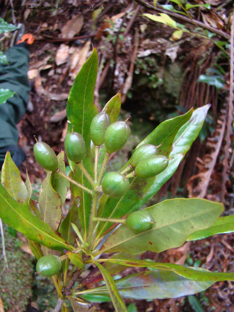 Pittosporum, CGemmill629--New Caledonia. Plateau de Dogny. 19 Nov 07. 404.jpg