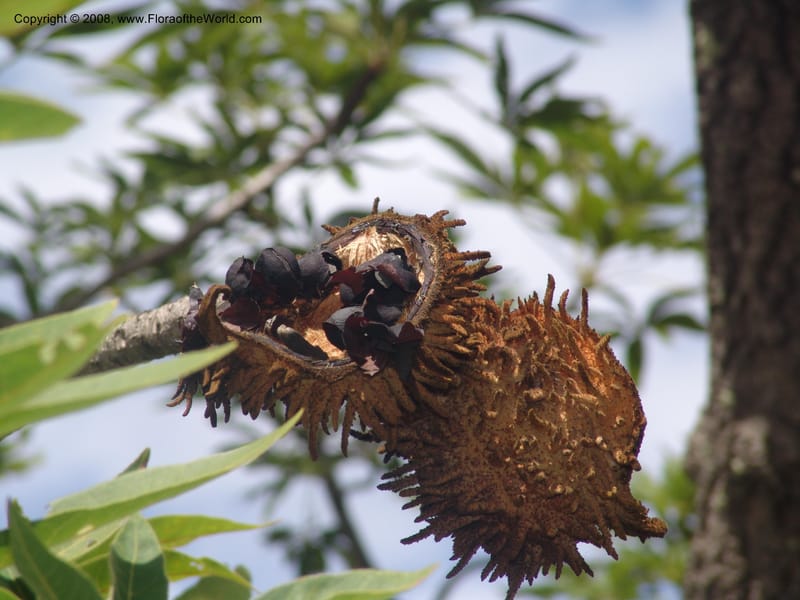 Sterculia murex--So. Africa. Mpumalanga. Karino. Whyte Thorne Garden. 19 Mch 05. 247.jpg