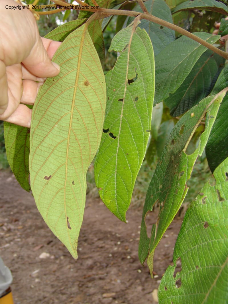 Nectandra, Vasquez31455--Peru. Prov. Oxa. Parq. Nac. Yanachaga Chemillen. 12 Oct 06. 082.jpg