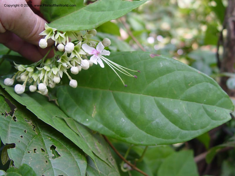 Clerodendrum umbellatum--Cameroon. Limbe Botanic Garden. 7 Dec 03. 032.jpg