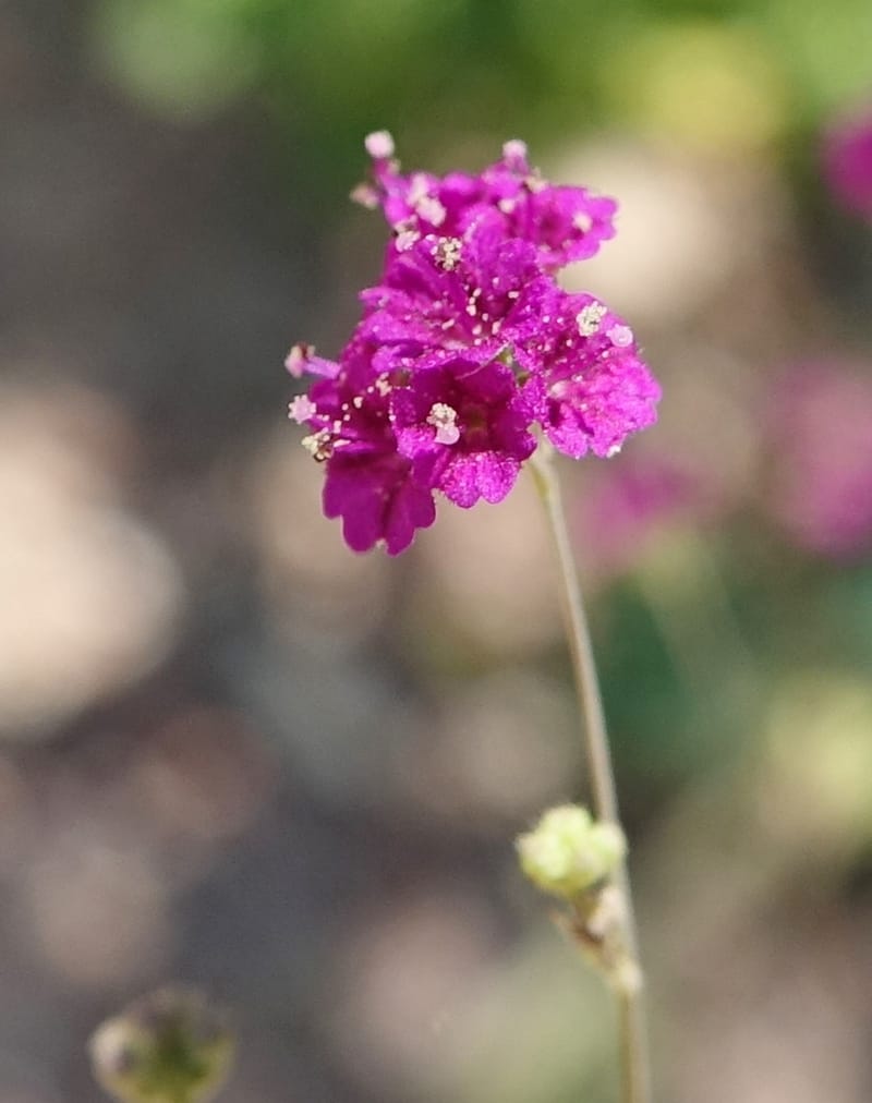 Boerhavia diffusa var. leiocarpa, Fortunato 13150--Argentina. S. of San Augustin. Las Bretes. 8 Feb 2018. DSC09370 (221).JPG