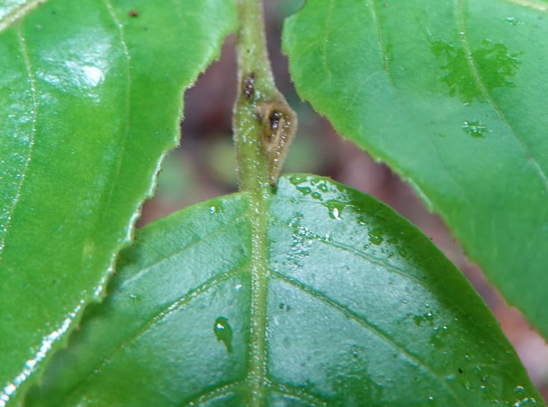 Horsfieldia prainii, D. Boufford 44155--China. Yunnan. Bam Po village. 5 May 2018. DSC02406 (98).JPG