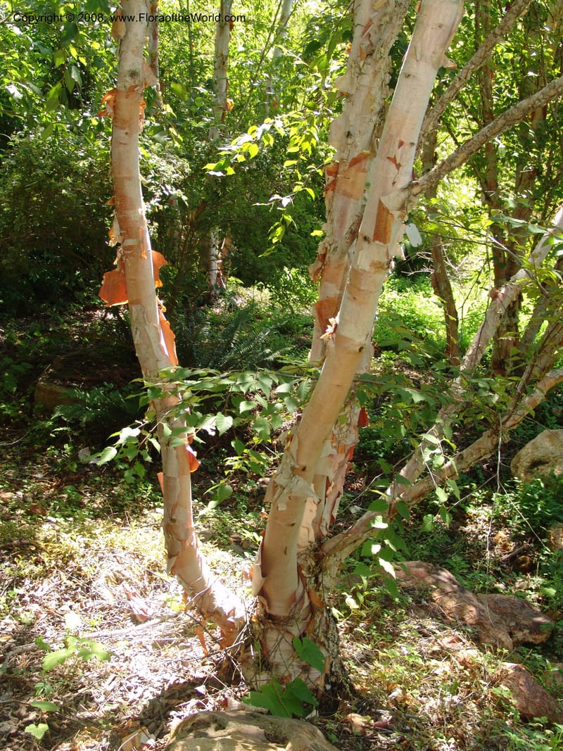 Betula albosinensis, 1988.169--CA. Quarryhill Botanical Garden. 5 Jul 07. 071.jpg
