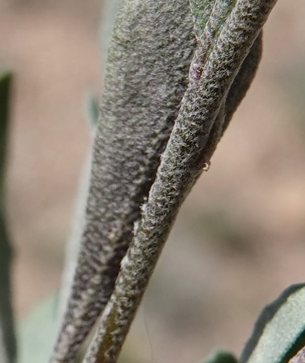 Lesquerella gordonii, C. Davidson 13997--AZ. Cochise Co. Geronimo Trail Rd. 10 Apr 2019. DSC07357 (85).JPG