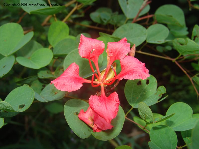 Bauhinia galpinii--So.Africa. Mpumalanga. Karino. Whyte Thorne. 19 Mch 05. 086.jpg