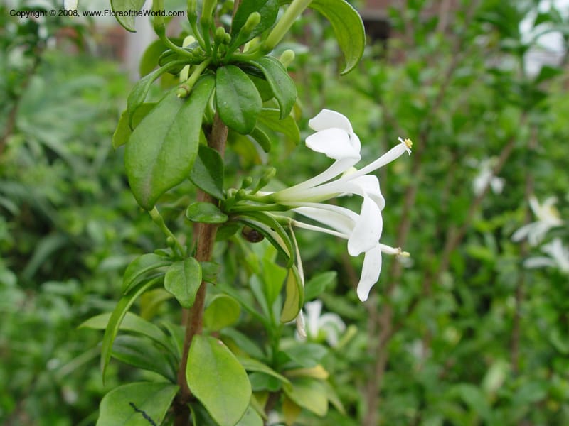 Turraea obtusifolia--So. Africa. Durban Bot. Gard. 3 Oct 03. 084.jpg