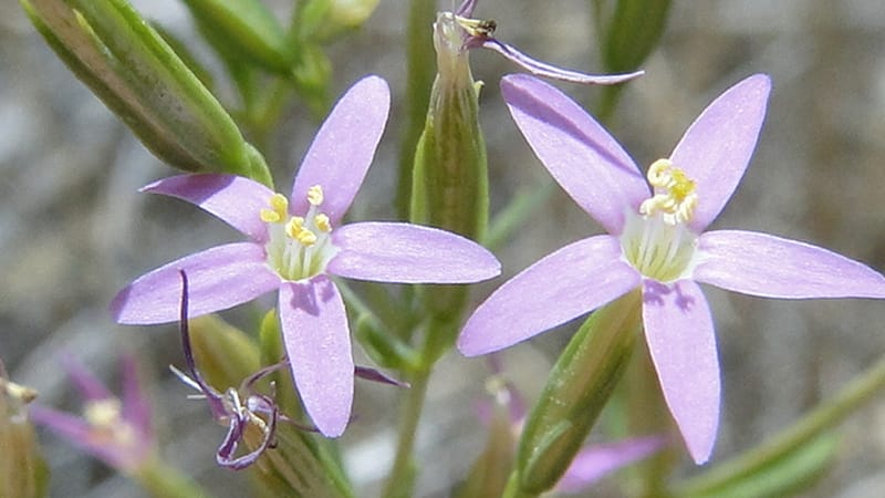 Centaurium, A. G. Miller 3.3--Iraq. Kurdistan. Zaynal, NW of Mawat. 16 June 2010. 119 (2).jpg