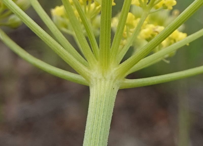 Lomatium triternatum, C. Davidson 13753--Oregon. Wallowa Co. Zumwalt.Trail Cr. Rd. 4 Jun 2018. DSC04078 (134).JPG