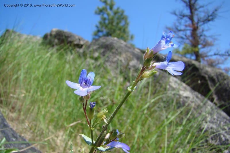 Penstemon albertinus, C. Davidson 11367--Idaho. Idaho Co. Salmon River. Polly Bemis Ranch. 27 May 2009. 184.jpg