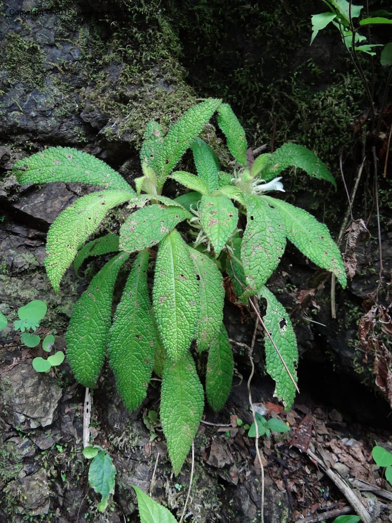 Paradrymonia, Hammel 26108--Costa Rica. Road into Ranchos Tinamu. 3 Mar 2012. DSC03548 (27).JPG