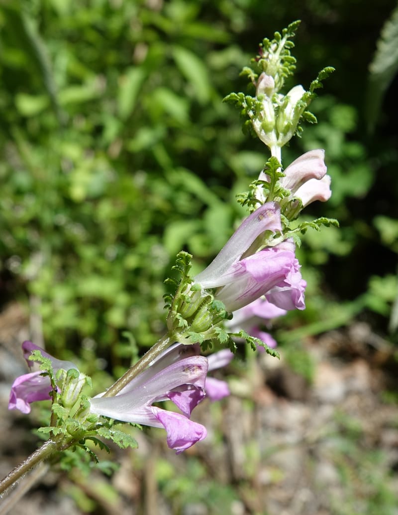 Pedicularis pseudomelampyriflora, C. Davidson 13757--China. Sichuan. Yibailingba-gou. 12 Aug 2017. DSC04660 (581).JPG