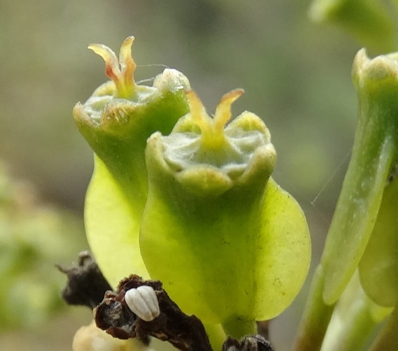 Myodocarpus involucratus, Lowry, P 7375--New Caledonia. Mont Dzumac. 12 Nov 2015. DSC01563 (548).JPG