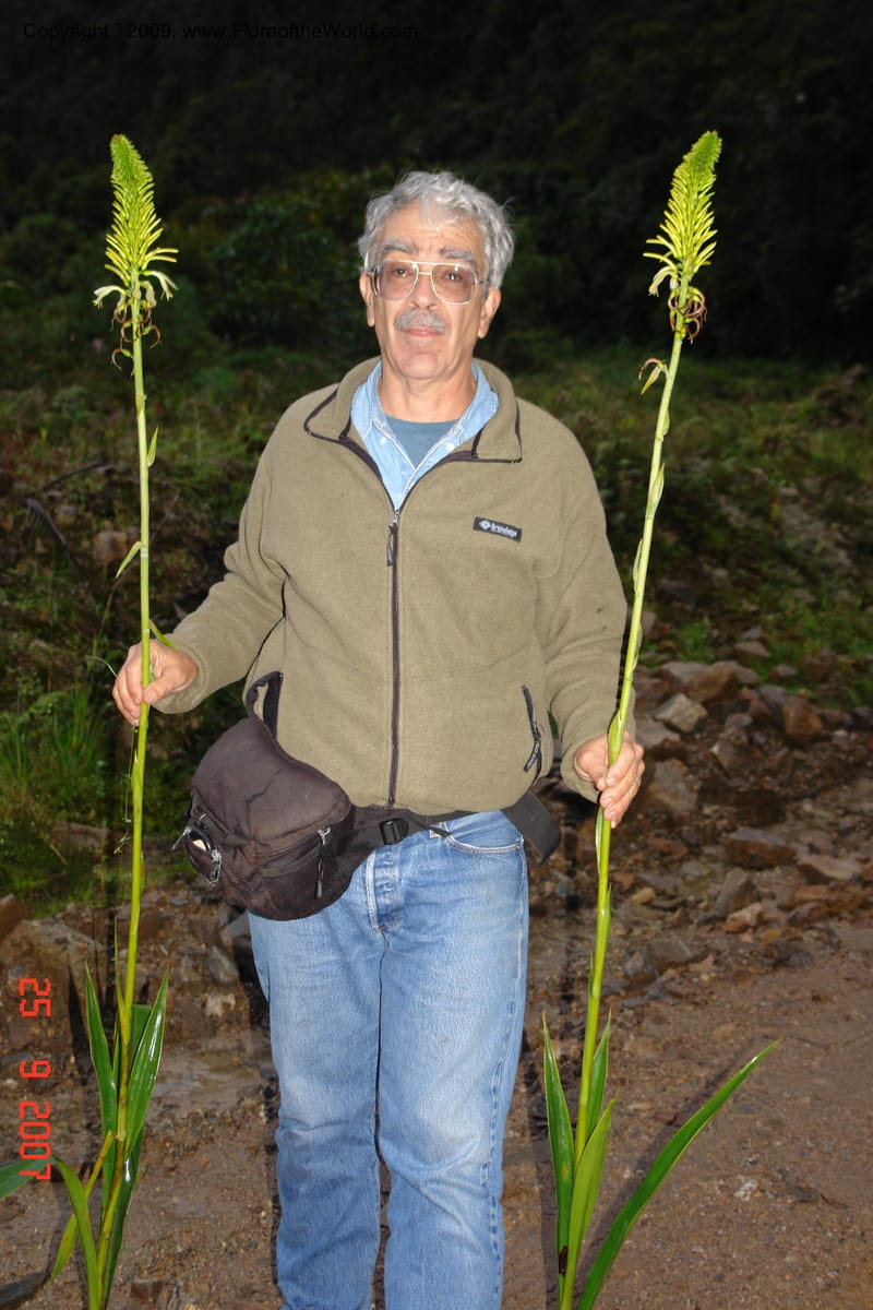 Pitcairnia, D. Neill 16020--Ecuador.Prov.ZamoraC.ResTapichalaca-roadside 25 Sep 2007 078 (4).jpg