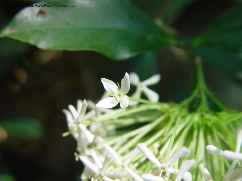 Ixora--MX. Chiapas. Tuxtla Gtz., Jard. Bot. F. Miranda. 20 Mch 03. 027.jpg