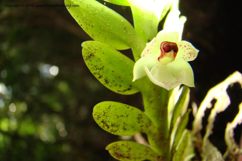 Dichaea, RVasquez34967--Peru. Loreto. Dto. Parinari. Atun Cocha. R. Samiria. 15 Nov 08. 635.jpg
