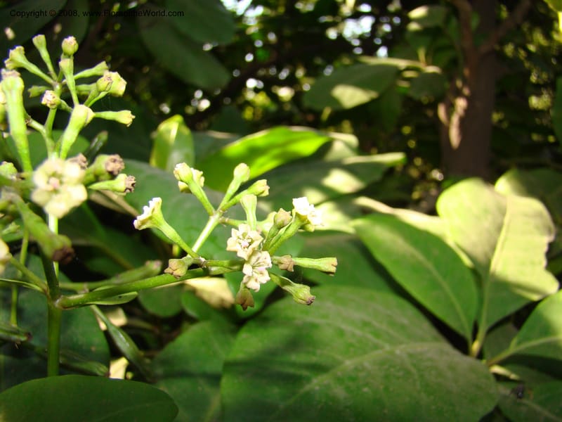Pisonia umbellifera--Australia. Royal Botanic Garden, Melbourne. 19-20 Mch 08. 050.jpg
