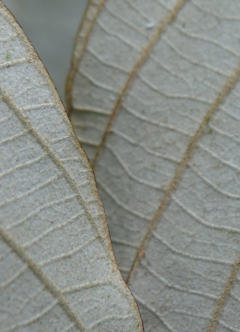 Styrax suberifolia, Chung Kuo-Fang 3354--Taiwan. Wulai Distr. Wulai village. Chia Jiao Liao. 19 May 2016.  (42).JPG