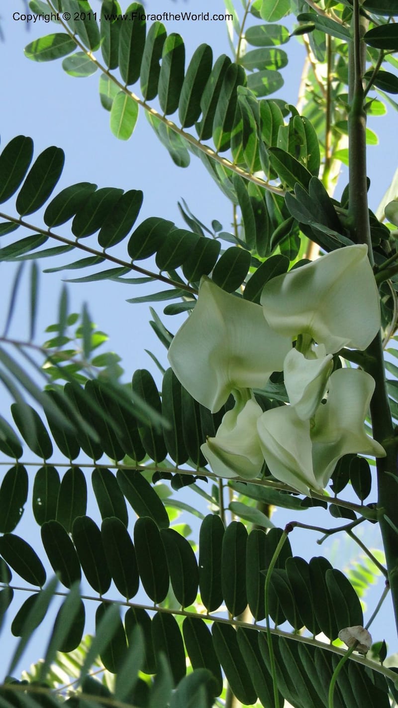 Sesbania grandiflora, Gereau--Tanzania. Univ. of Dar es Salaam. 9  May 2010 367 (21).jpg