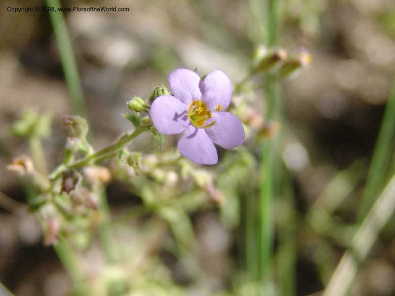 Sutera patriotica--So.Africa. E. Cape. Joubert's Pass, SE of Lady Gray. 9 Mch 05. 136.jpg
