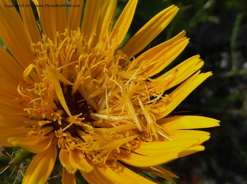 Berkheya barbata, Davidson, C 12314--South Africa. Western Cape. E. side, Fernkloof. 24 Jan 2014. DSC01799 (76).JPG