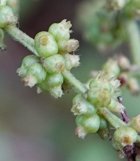 Wendlandia ligustrina, D. Boufford 44129--China. Yunnan. Meizi Lake Park. 3 May 2018. DSC01424 (209).JPG