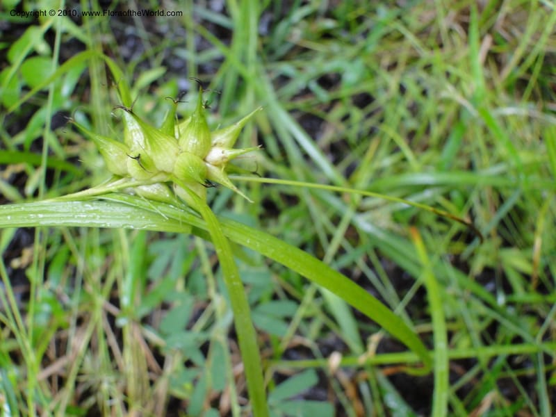 Carex intumescens, Mori, S 27441, North Carolina, Wake Co., Boyce Bridge Rd, 25 May 2010 (24).JPG