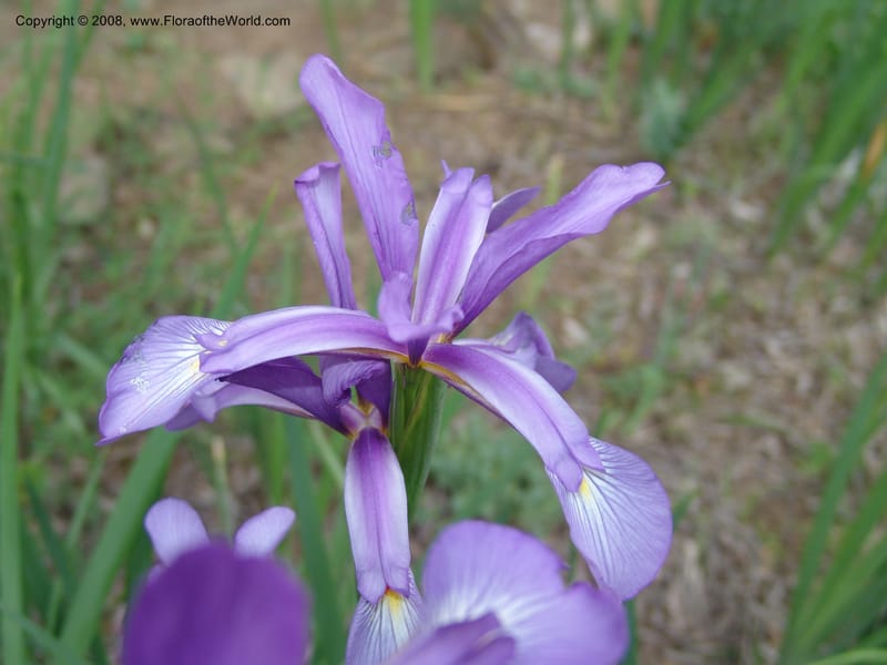 Iris carthaliniae--Georgia. Tbilisi. Central Botanical Garden. 31 May 05. 003.jpg