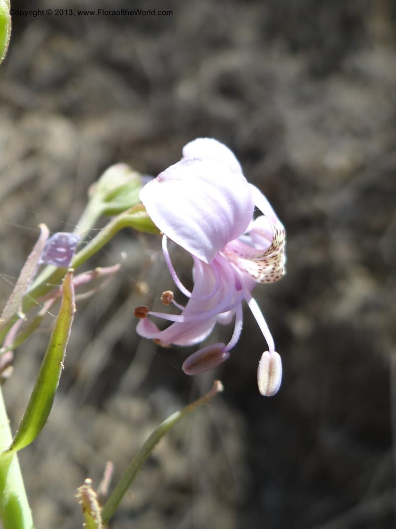 Alstroemeria, WDS 34051--Chile. Pichilemu. 13 Feb 2013. DSC00590 (152).JPG
