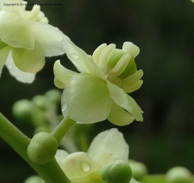 Lepisanthes fruticosa, Buerki, S 361--Sabah. Ulu Senagang. 9 Oct 2014. DSC03434 (49).JPG