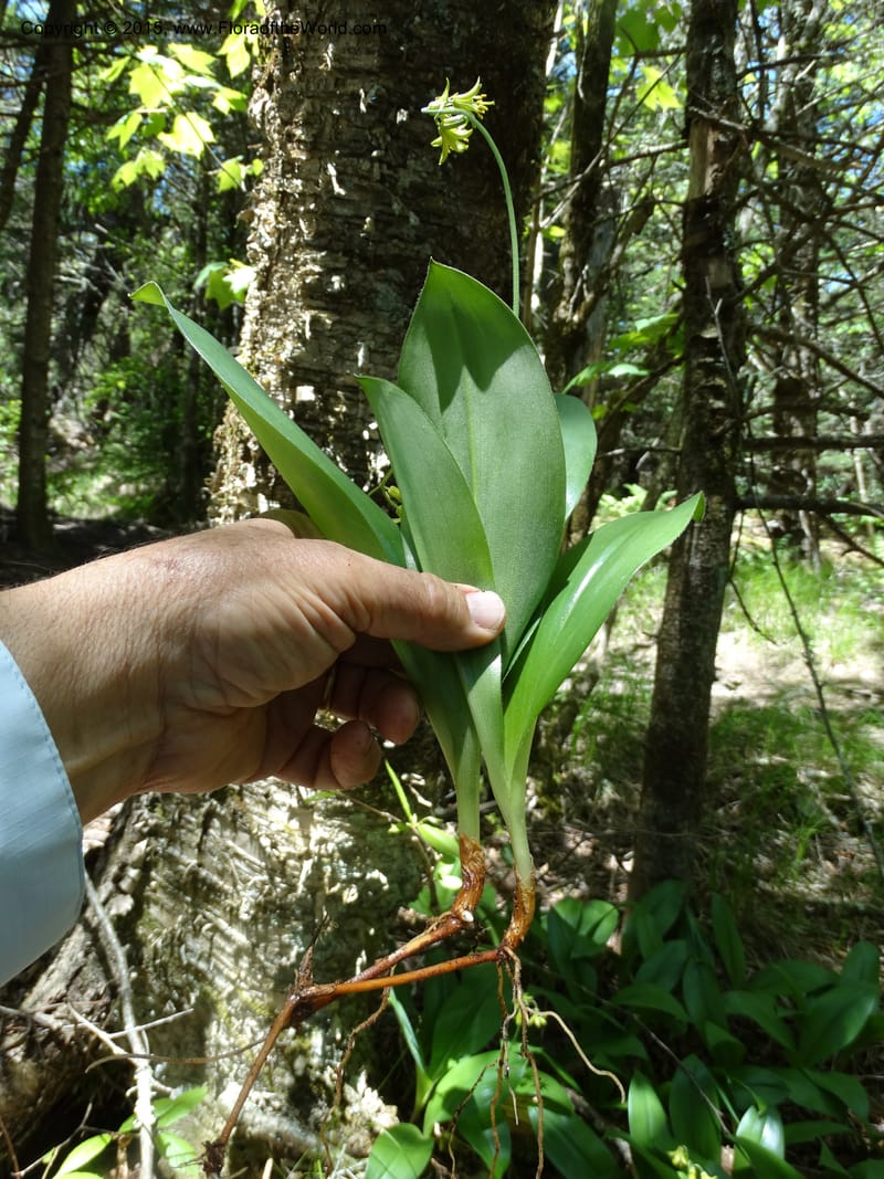 Clintonia borealis, Davidson, C 13070--North Carolina. Trans. Co. Devils Courthhouse. 21 May 2015. DSC07059 (28).JPG