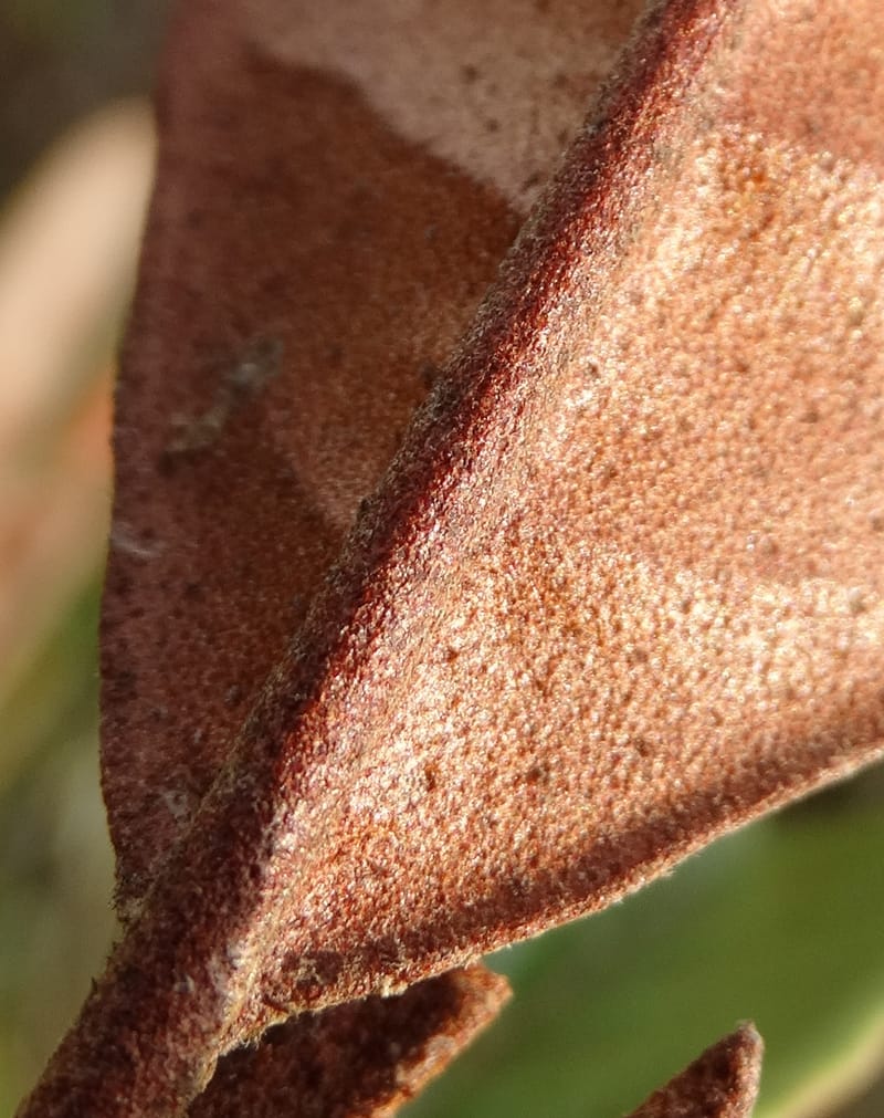 Myrtopsis, Lowry, P 7378--New Caledonia. Mont Dzumac. 12 Nov 2015. DSC01563 (623).JPG