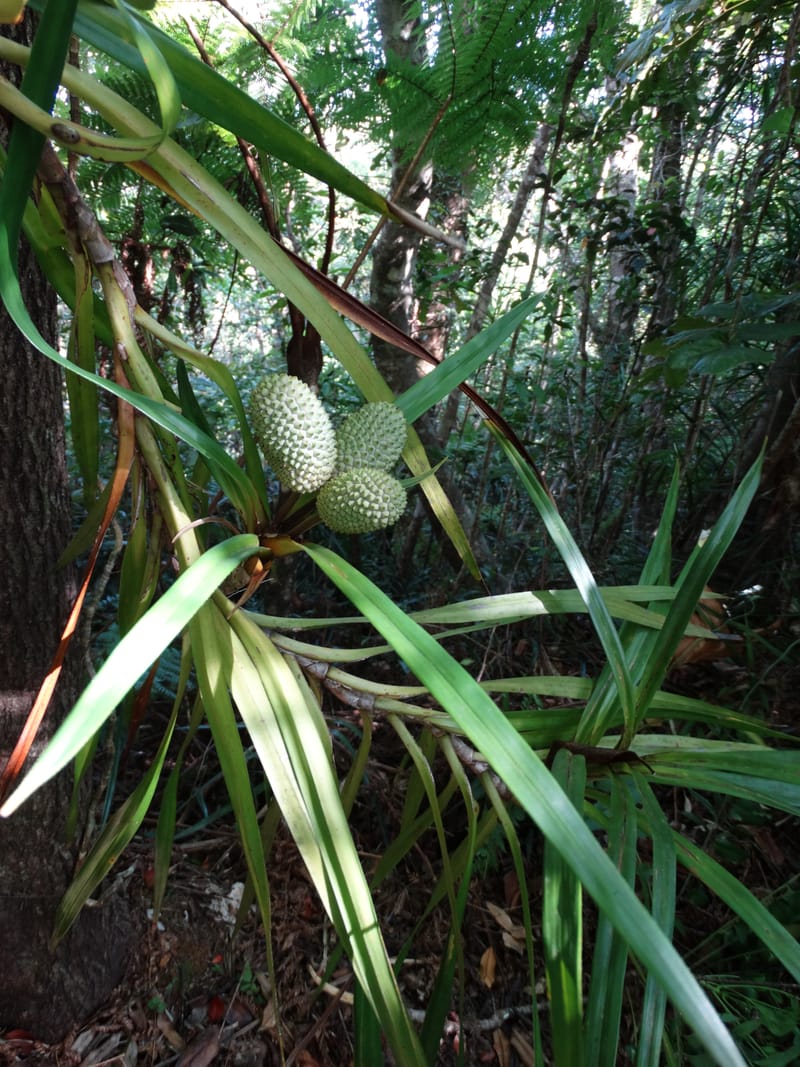 Freycinetia, Callmander, M 1234--New Caledonia. Haute Robinson. 11 Nov. 2015. DSC00909 (444).JPG