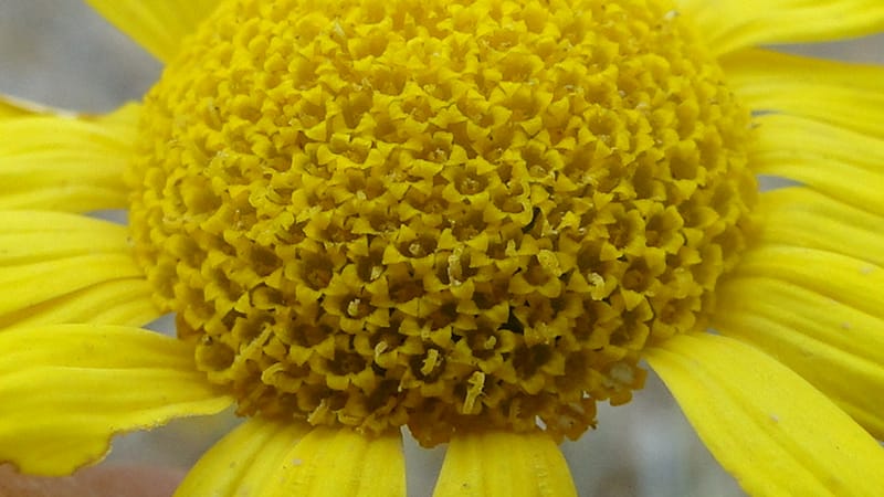 Anthemis tinctoria, 4.10--Iraq. Kurdistan. Shakh-i Sakran. 19 June 2010. 124 (11).jpg