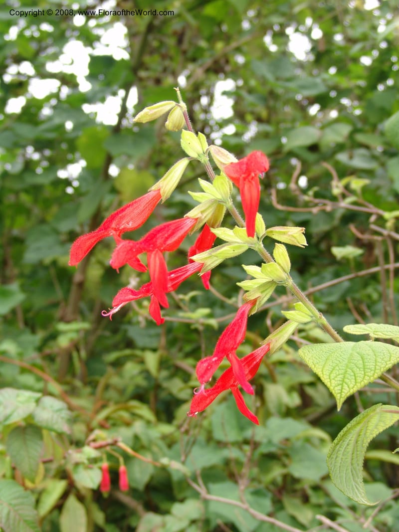 Salvia gesneriflora, 1992.0093--CA. San Francisco Arbor. 3 Jul 07. 134.jpg