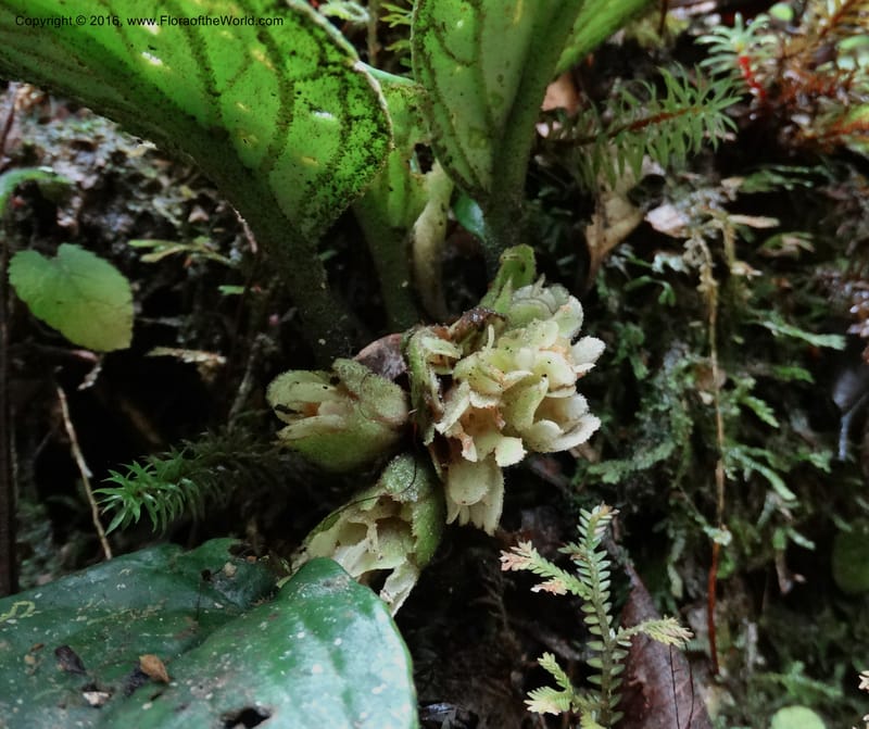 Pentaphragma cyrtandriforme, Davidson, C 12738--Sabah. Mt. Kinabalu. Bundu Tuhan Trail. 11 Oct 2014. DSC04153 (107).JPG