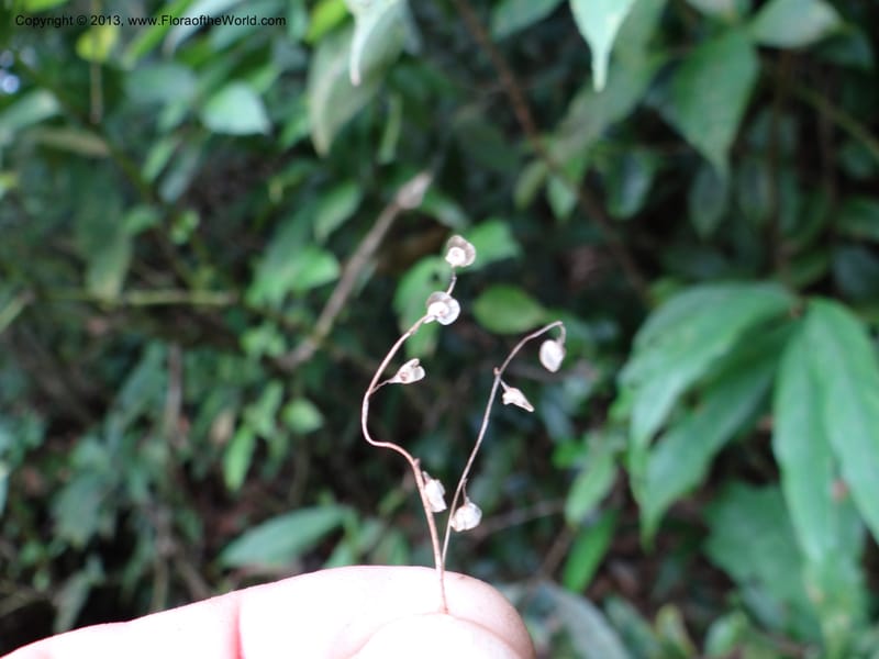 Utricularia, VC 5533--Thailand. Chiang Mai Prov. Doi Pha Hom Pok Nat. Park. 10 Nov 2012. DSC08349 (160).JPG