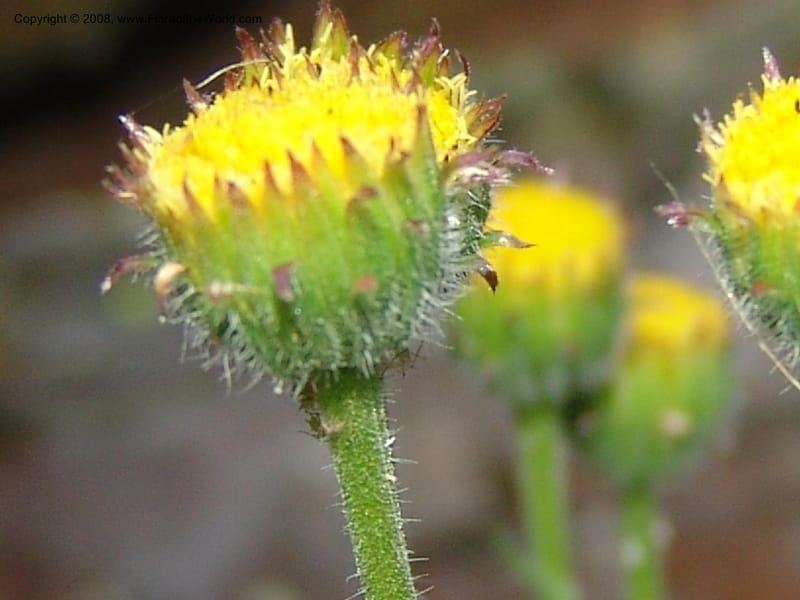 Erigeron compositus, CDavidson11126--Idaho Co. Hell's Can. Nat. Rec. Area. Heaven's Gate. 20 Jul 07. 019.jpg