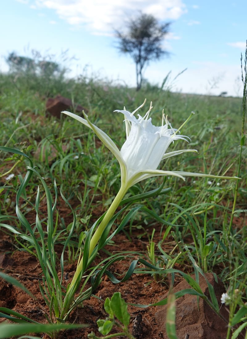 Pancratium tenuifolium, L. Nanyeni 1257--Namibia. Hwy D1471, S of Eningu Farm. 28 Mar 2018. DSC03969 (2).JPG