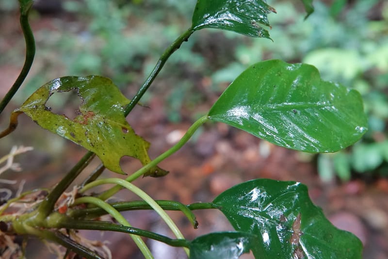 Anubias, C. Davidson 13942--Gabon. Maurel & Prom Oil Rd. 2 Nov. 2018. DSC01376 (74).JPG