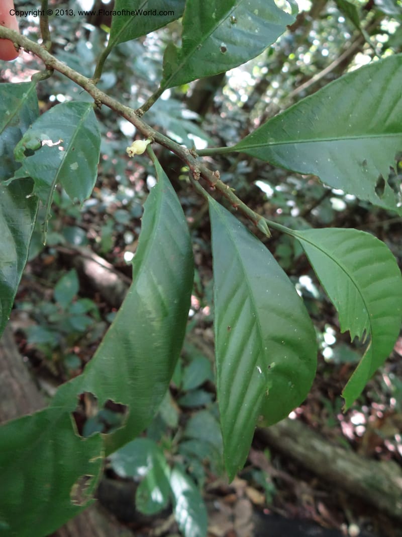 Rinorea, VC 5620--Thailand. Surat Thani Prov. Khlong Phanom Nat. Park. 15 Nov 2012. (173).JPG
