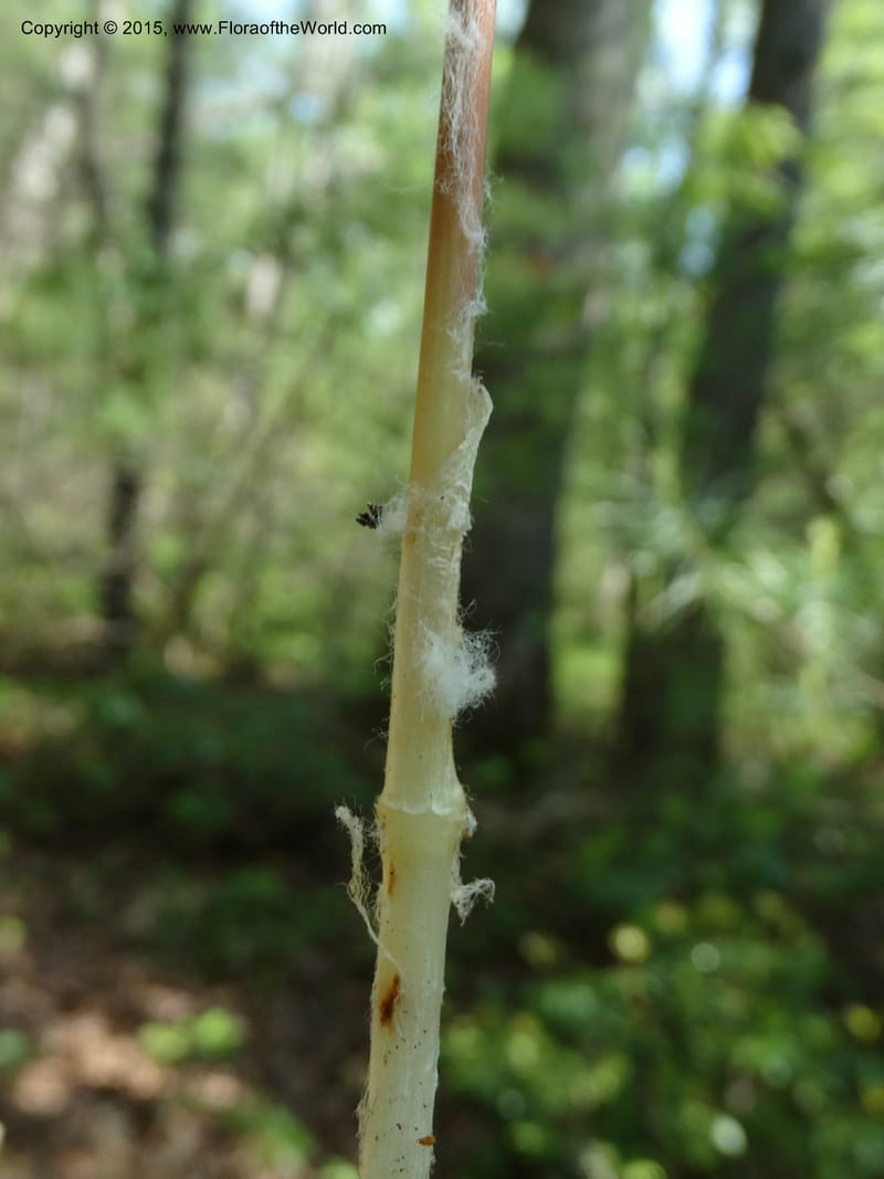 Mediola virginiana, Davidson, C 12947--North Carolina. Trans. Co. W Cradle of For. 11 May 2015. DSC03837 (67).JPG