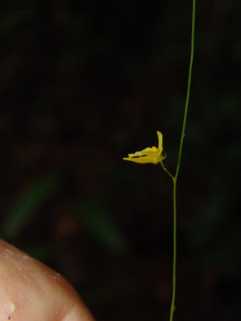 Utricularia subulata, GWalters1646--Gabon. Prv. Estuaire. Mondah For. 16 Apr 06. 088.jpg