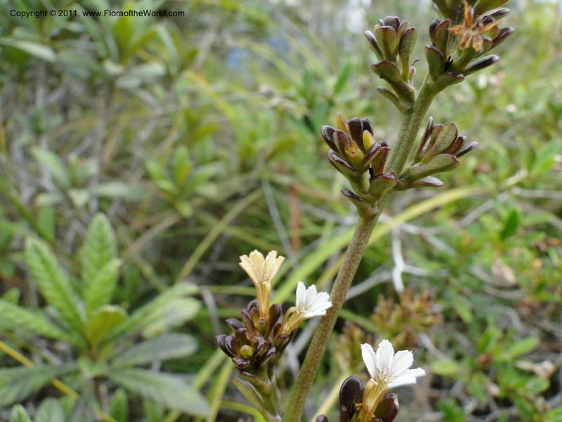 Scaevola beckii, M. Callmander 793--New Caledonia. Mont Dore. 20 Jan 2010. 1247 (3).JPG