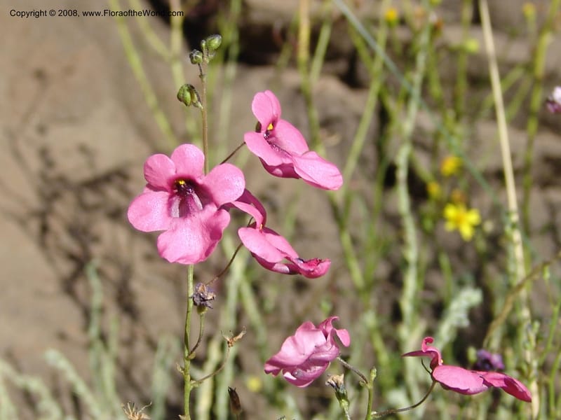 Diascia integerrima--So.Africa. E. Cape. Joubert's Pass, SE of Lady Gray. 9 Mch 05. 148.jpg