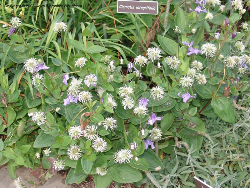 Clematis integrifolia--MD. Brookside Gardens, Wheaton. 30 Jun 07. 054.jpg