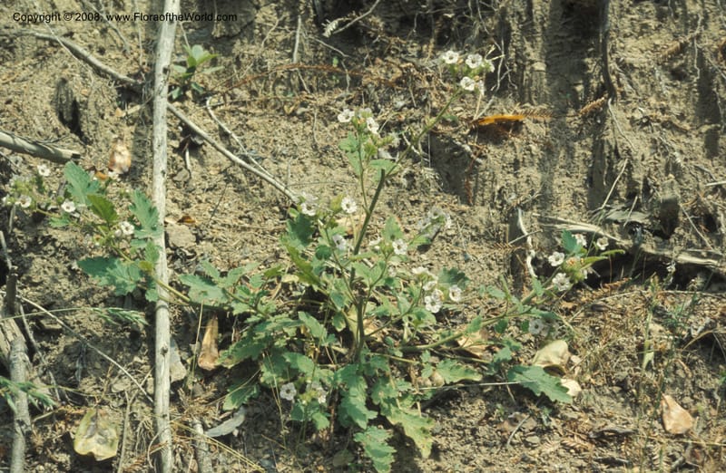 Phacelia bolanderi, CDavidson5891--CA. Mendocino Co.  Mtn View Rd twd Boonville. Birch Cr. 18 Jun 77. 003.jpg